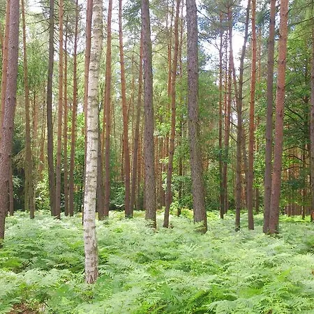 Dworek Swidwie, Gorny & Harcowka